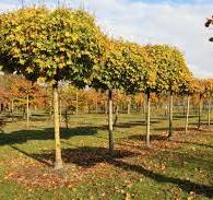 Ontdek de perfecte bomen voor in uw tuin: natuurlijke pracht en functionaliteit