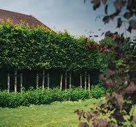 De Pracht van Bomen in de Tuin: Een Groene Oase van Rust en Schoonheid