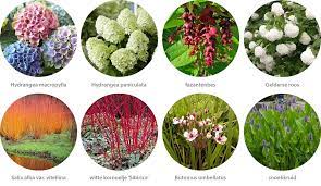 Prachtige Planten in de Tuin: Een Oase van Natuurlijke Schoonheid