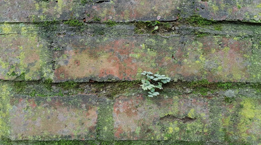 Kosten voor het bestraten van je tuin: Wat zijn de prijskaartjes?