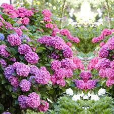 Prachtige Tuinplanten: Breng Leven en Kleur in Je Tuin!