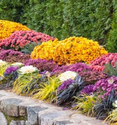 Siergrassen voor een betoverende voortuin: natuurlijke elegantie in eigen tuin