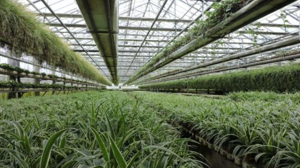 Ontdek de Groene Pracht: Jouw Tuinwinkel voor Alles in Bloei!
