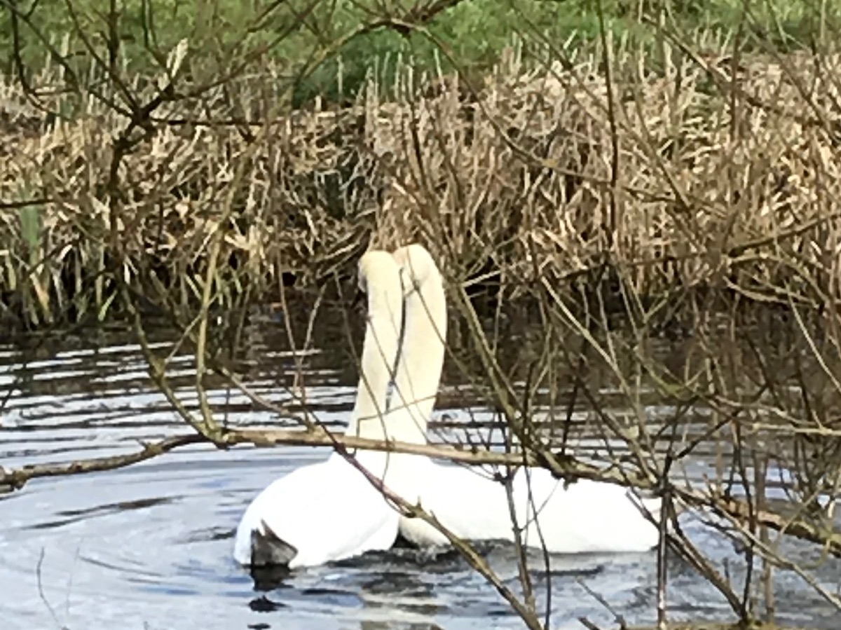 Ontdek het Gemak van Tuinieren met een Online Tuinwinkel